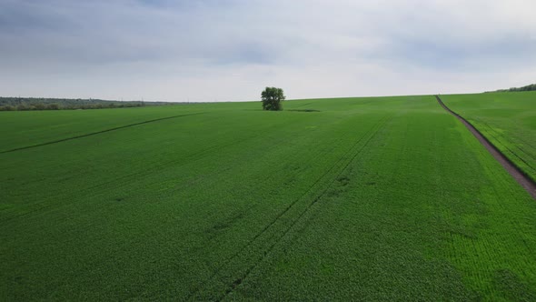 Perfect Green Grass Field Planted with Plants