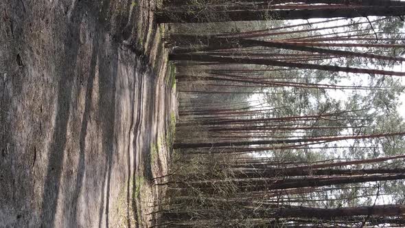 Vertical Video of a Road in the Forest Slow Motion