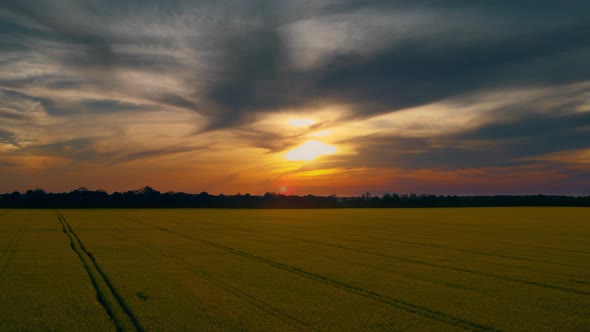 View of Sunset in Wheat Field with Roads Straight Lines