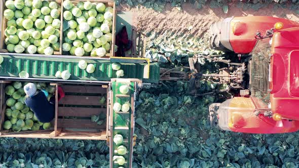 Tractor with a Conveyor and Farmers Sorting Cabbage on It