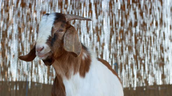 Close-up of a goat on a farm. A beautiful brown and white goat walks around the farm.