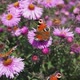 2017.09.26_4 The butterfly Peacock eye (lat. Aglais io) collects nectar from flowers. - VideoHive Item for Sale