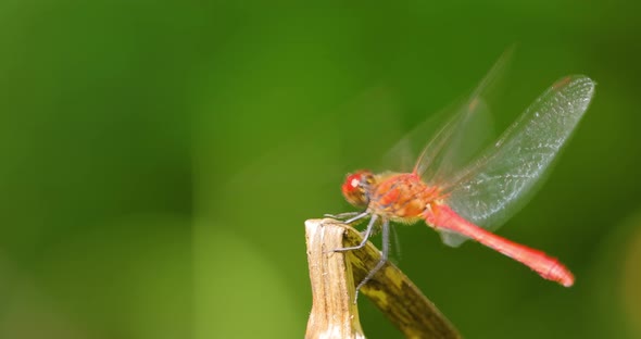 Scarlet Dragonfly Crocothemis Erythraea is a Species of Dragonfly in the Family Libellulidae