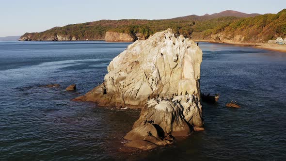 A Flock of Cormorants Resting on a Rock in the Sea of Japan