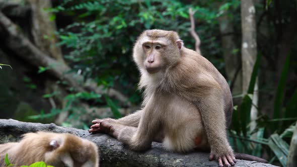 Monkey sitting and eating fruit in forest for sunrise natural travel in holiday trip