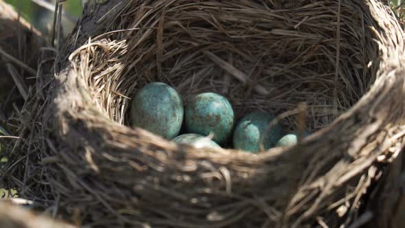 Eggs of a Wild Thrush Lying in the Nest with Morning Sun Rays Playing on Them