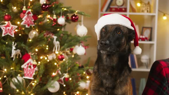 Dog Wearing Christmas Hat Closeup