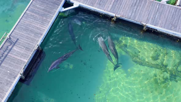 Marine enclosure keeping dolphins captive as a tourist attraction, Caribbean