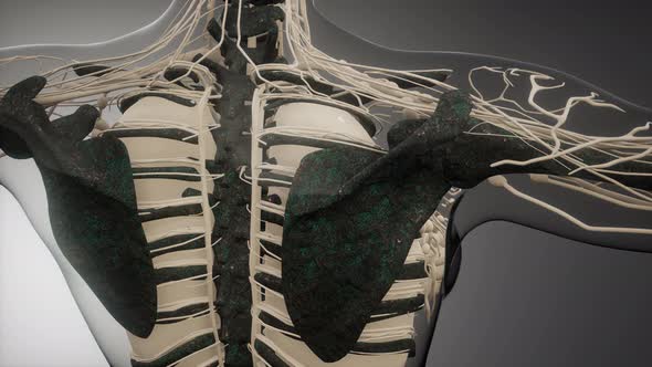Transparent Human Body with Visible Bones alt