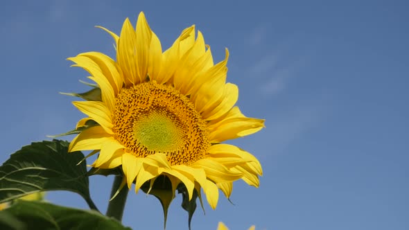 Giant head of  sunflower Helianthus annuus plant slow motion footage