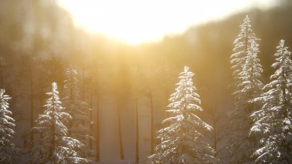 Splendid Christmas Scene in the Mountain Forest