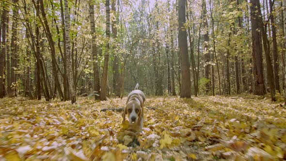 Dog in autumn forest