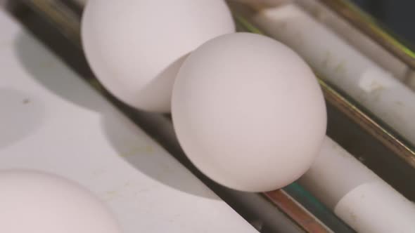 Close up of eggsing along a conveyer at a poultry farm.
