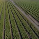 Agro industry aerial view in 4k - VideoHive Item for Sale