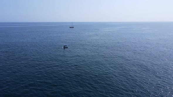 killer whales float to the surface of the ocean