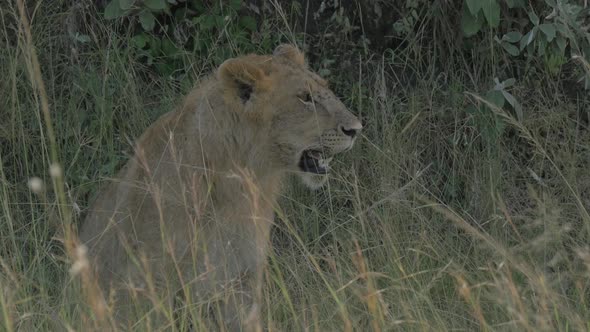 A lioness resting