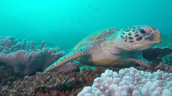 An underwater video of a large Green Sea Turtle resting on a colourful reef lifting its head and loo