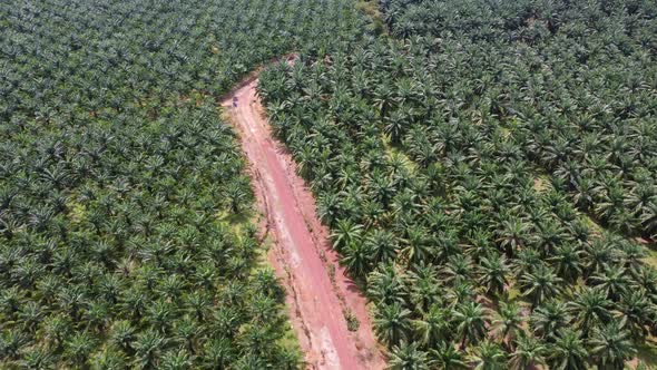 Aerial view red clay soil in oil palm farm