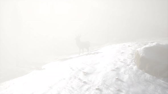 Proud Noble Deer Male in Winter Snow Forest