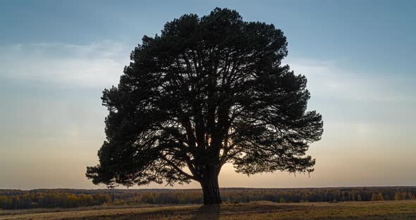 Hyperlapse Around a Lonely Tree in a Field During Sunset, Beautiful Time Lapse, Autumn Landscape