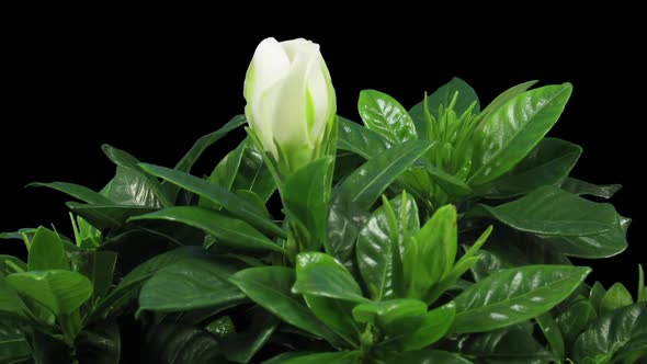 Time-lapse of opening gardenia flower