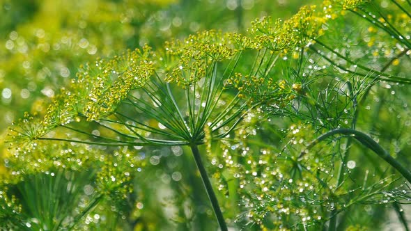 Inflorescence of Dill Under Rain