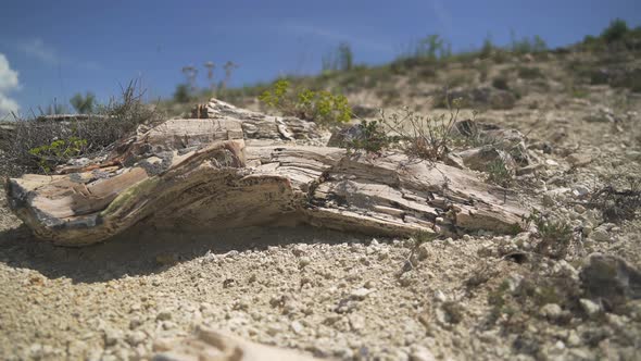 Growth Rings in a Tree Fossil