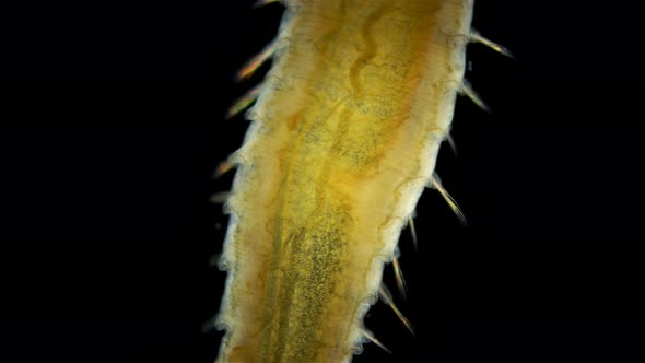 Worm Polychaeta Hypania Invalida Under a Microscope Family Ampharetidae