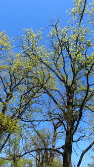 Vertical Video of the Forest in the Spring