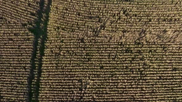 Corn Field with Brown Corn Stalks Fall Seasonal Aerial