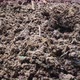Earthworm African Night Crawler in bio fertilizer concept. - VideoHive Item for Sale