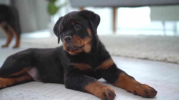 Rottweiler Puppy Lying on Floor at Home