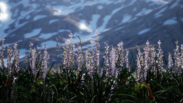 Lavender Field with Blue Sky and Mountain Cover with Snow