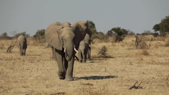 Slow motion of an African elephant herd walking over the dry plains in Mashatu Botswana towards the