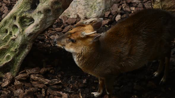 Reeves's Muntjac