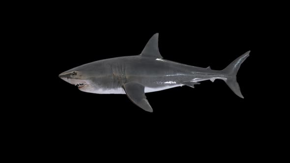 Shark Swims With Alpha Channel alt