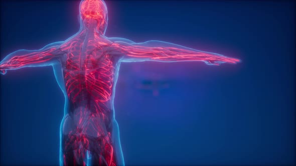 Blood Vessels of Human Body alt