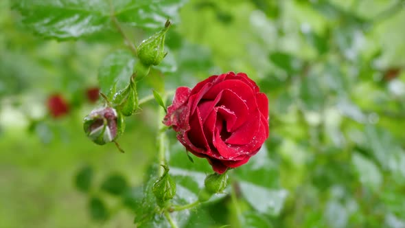 A Bright Red Rose Wails From The Wind On A Blurred Green Background 