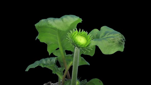 Time-lapse of opening coral gerbera flower