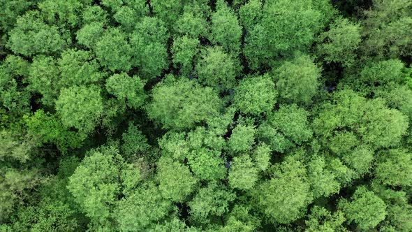 Top view of wild forest. Aerial above view of forest with leaf growing on the tree