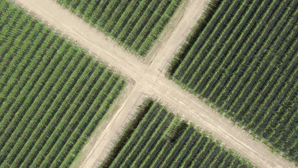 Bird eye view of well shaped plant field