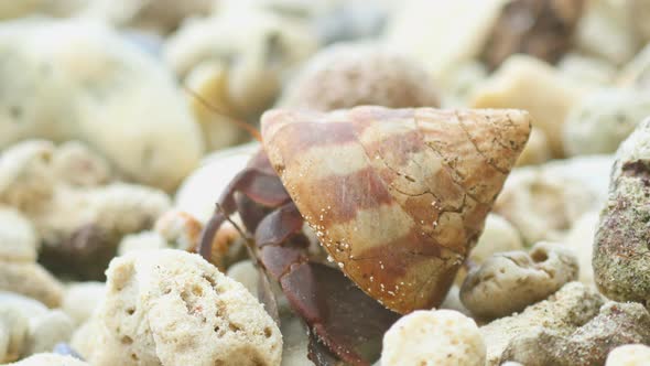 Hermit Crab Crawling on the Beach