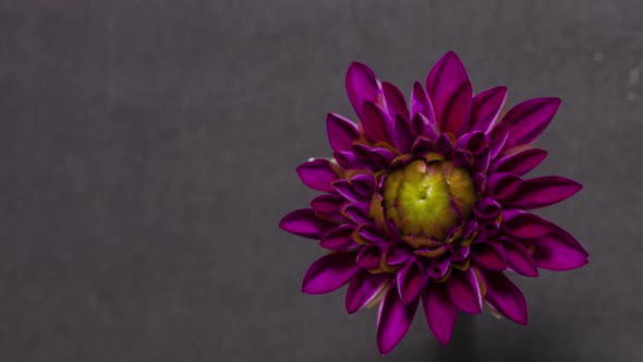 Timelapse of Dahlia Blooming on Black Background Close Up