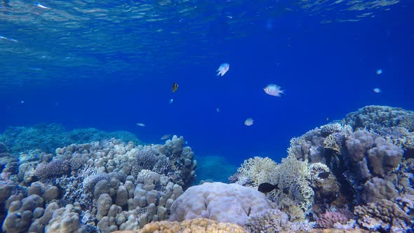 Underwater Tropical Water Blue Sea