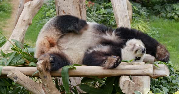 Panda sleeping on the wood