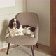 Long Haired Dog Lies on a Chair in the Room - VideoHive Item for Sale