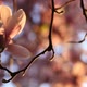 Blooming Magnolia - VideoHive Item for Sale