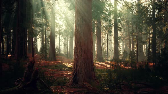 Giant Sequoias in the Giant Forest Grove in the Sequoia National Park