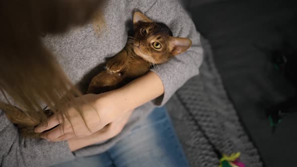 Woman Lulls Cute Abyssinian Cat or Kitten with FPV Drone and Cat Toy in Background