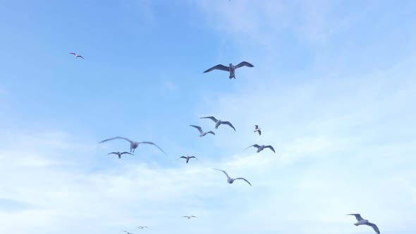 Flock of Seagulls in the Blue Sky